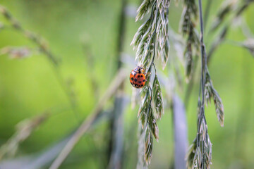 Close up of ladybug sitting on grass flower panicle in forest