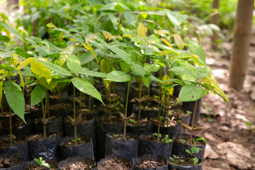 Ayahuasca plants in a region of the Peruvian jungle.