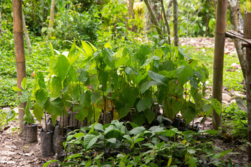 Ayahuasca plants in a region of the Peruvian jungle.