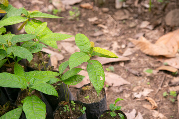 Fototapeta premium Ayahuasca plants in a region of the Peruvian jungle.