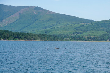 Obraz premium Whale watching in the state of Washington, USA. Three orcas, mountains, scenic view.