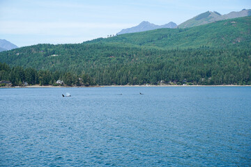 Whale watching in the state of Washington, USA. Three orcas, mountains, scenic view.
