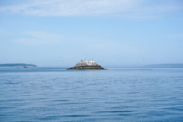 Large rock in the Pacific Ocean surrounded by birds. Puget Sound, state of Washington, USA.