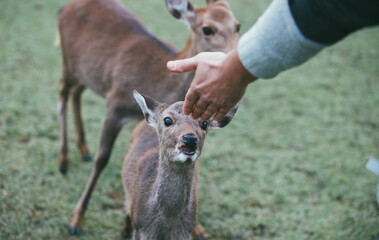 Deers and animals in Nara park, kyoto, Japan