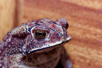 Macro frog, Asian common , Asian black-spined , Asian toad, black-spectacled , common Sunda and Javanese toad
