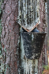 resin extraction in a pine tree