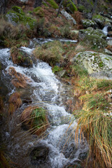 stream with water in autumn