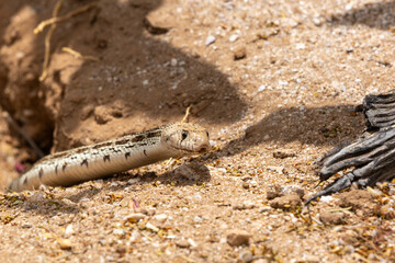 A Sonoran gopher snake, Pituophis catenifer affinis, slithering out of a round-tailed ground squirrel burrow while on the hunt in the Sonoran Desert. Pima County, Tucson, Arizona, USA.