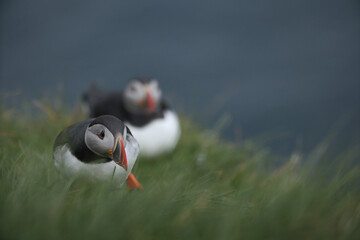 Atlantic Puffins bird or common Puffin on ocean blue background.Faroe islands. Norway most popular birds.  Fratercula arctica © Yaroslav