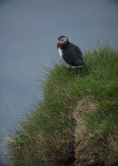 Atlantic Puffins bird or common Puffin on ocean blue background.Faroe islands. Norway most popular birds.  Fratercula arctica