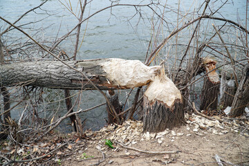 Trunks of trees on the shore of the lake gnawed and felled by a beaver © pro2audio