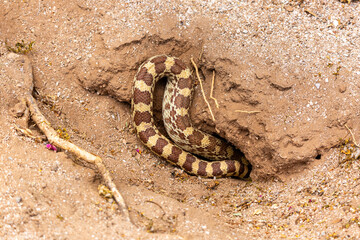 The striped tail of a large Sonoran gopher snake, Pituophis catenifer affinis, disappearing down the burrow of a round-tailed ground squirrel, in the Sonoran Desert. Pima County, Tucson, Arizona, USA.