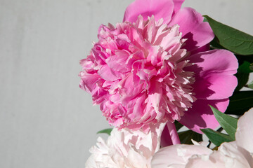 Gently pink peonies with green leaves on grey background. Floral background. Top view