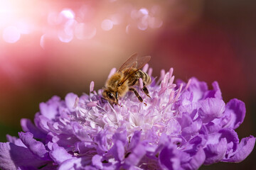 pszczoła na kwiatku, drakiew gołębia. Bee on a flower - obrazy, fototapety, plakaty