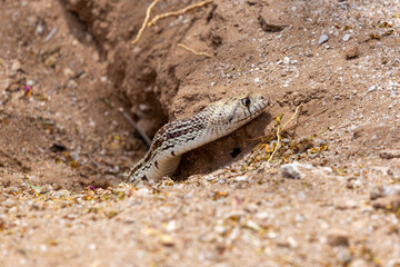 A Sonoran gopher snake, Pituophis catenifer affinis, slithering out of a round-tailed ground squirrel burrow while on the hunt in the Sonoran Desert. Pima County, Tucson, Arizona, USA.