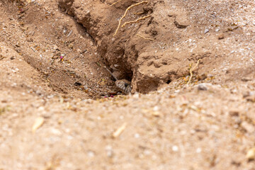 A Sonoran gopher snake, Pituophis catenifer affinis, slithering out of a round-tailed ground squirrel burrow while on the hunt in the Sonoran Desert. Pima County, Tucson, Arizona, USA.