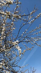branches of a blooming tree