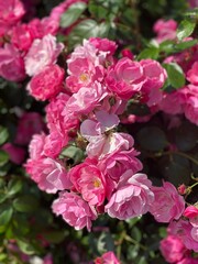 Pink flowers on a branch. Rose bushes, growing, watering flowers. Roses in the garden, in summer