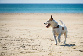 Braun-weißer Jack Russell Terrier läuft am Strand und schaut dabei erwartungsvoll Richtung...