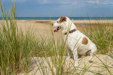 Braun-weißer Jack Russell Terrier sitzt in einer Düne und schaut Richtung Wasser, im Vordergrund...