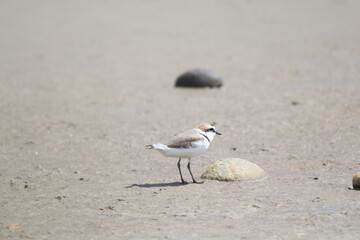 Gravelots à collier interrompu