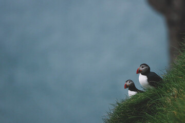 Atlantic Puffins bird or common Puffin on ocean blue background.Faroe islands. Norway most popular...
