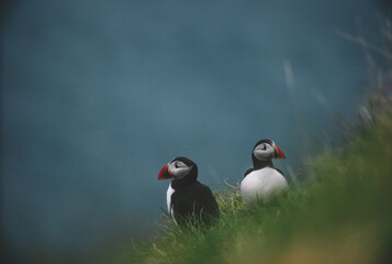 Atlantic Puffins bird or common Puffin on ocean blue background.Faroe islands. Norway most popular birds.  Fratercula arctica © Yaroslav