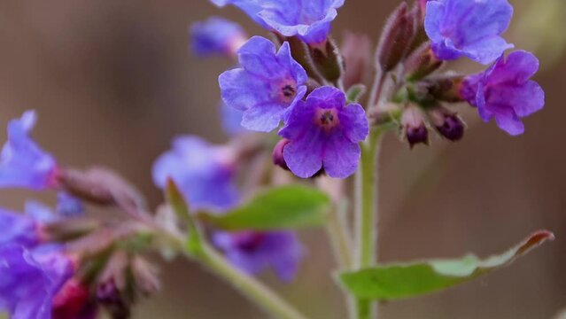 Pulmonaria obscura or Lungwort buds of spring flowers  close-up