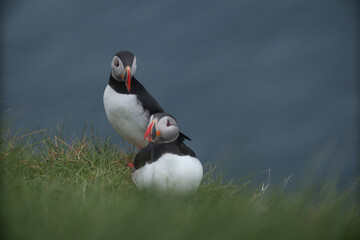 Atlantic Puffins bird or common Puffin on ocean blue background.Faroe islands. Norway most popular birds.  Fratercula arctica © Yaroslav