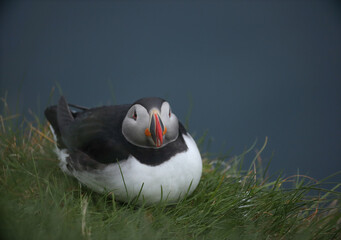 Atlantic Puffins bird or common Puffin on ocean blue background.Faroe islands. Norway most popular birds.  Fratercula arctica © Yaroslav