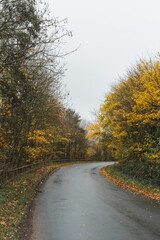 road in autumn forest