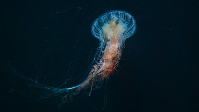 beautiful colorful jellyfish medusa swim underwater in ocean or zoo