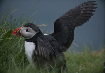 Atlantic Puffins bird or common Puffin on ocean blue background.Faroe islands. Norway most popular birds.  Fratercula arctica © Yaroslav