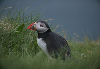 Atlantic Puffins bird or common Puffin on ocean blue background.Faroe islands. Norway most popular birds.  Fratercula arctica © Yaroslav