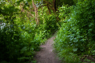 Fototapeta na wymiar Path greenery