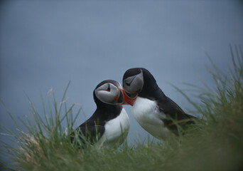 Atlantic Puffins bird or common Puffin on ocean blue background.Faroe islands. Norway most popular...