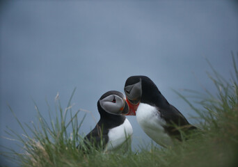 Atlantic Puffins bird or common Puffin on ocean blue background.Faroe islands. Norway most popular birds.  Fratercula arctica © Yaroslav