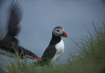 Atlantic Puffins bird or common Puffin on ocean blue background.Faroe islands. Norway most popular birds.  Fratercula arctica © Yaroslav