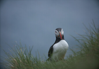 Atlantic Puffins bird or common Puffin on ocean blue background.Faroe islands. Norway most popular birds.  Fratercula arctica © Yaroslav