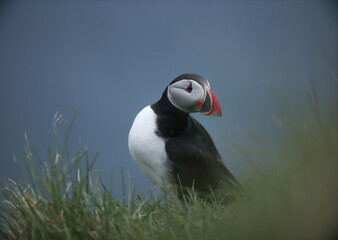Atlantic Puffins bird or common Puffin on ocean blue background.Faroe islands. Norway most popular birds.  Fratercula arctica © Yaroslav