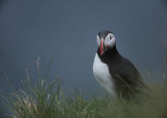 Atlantic Puffins bird or common Puffin on ocean blue background.Faroe islands. Norway most popular birds.  Fratercula arctica © Yaroslav