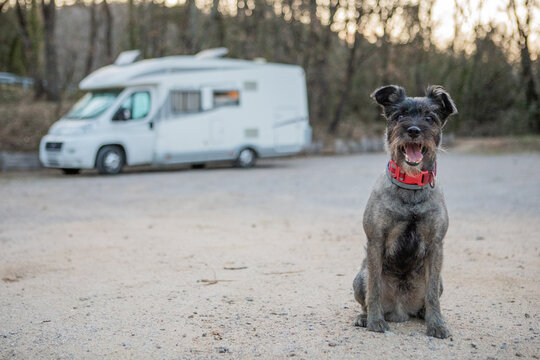 Perro, autocaravana, camping, viaje, mascota, camper, viajar con perros, vida camper, vanlife, Furgo, animal, perro, schnauzer