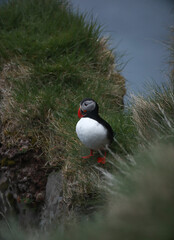 Atlantic Puffins bird or common Puffin on ocean blue background.Faroe islands. Norway most popular birds.  Fratercula arctica
