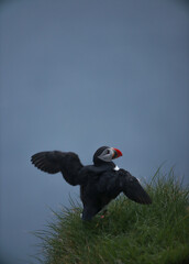 Atlantic Puffins bird or common Puffin on ocean blue background.Faroe islands. Norway most popular birds.  Fratercula arctica