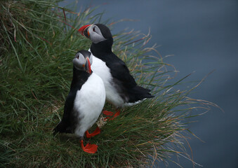 Atlantic Puffins bird or common Puffin on ocean blue background.Faroe islands. Norway most popular birds.  Fratercula arctica