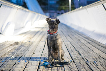 Perro, autocaravana, camping, viaje, mascota, camper, viajar con perros, vida camper, vanlife,...