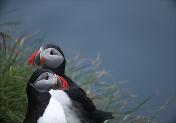 Atlantic Puffins bird or common Puffin on ocean blue background.Faroe islands. Norway most popular birds.  Fratercula arctica © Yaroslav