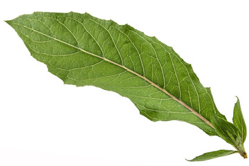 Leaf close up of  Oenothera biennis, common evening-primrose, evening star, sundrop, weedy evening primrose, German rampion, hog weed, King's cure-all and fever-plant. Isolated on white background