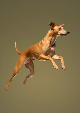 Hungarian greyhound dog jumping. Animal movement concept. Dogs are full of energy and always need to be moved. AI generated.