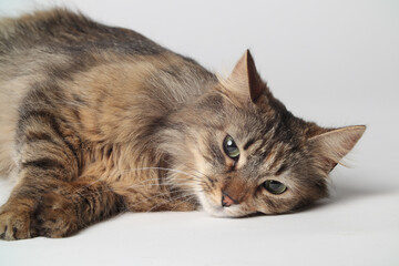 A beautiful brown cat is lying, long fur on a white background. Siberian cat. Green eyes. Fluffy paws.